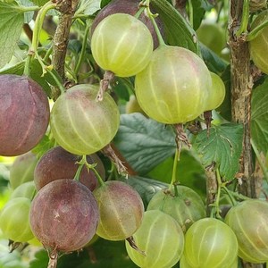 灯笼果树苗醋栗苗东北特产灯笼果苗盆栽地栽南方北方种植当年结果