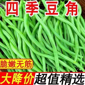 9056人付款淘宝东北白豆角 新鲜蔬菜农家白不老芸豆白大架豆角四季豆