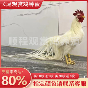 纯种三色长尾鸡种蛋日本三彩长尾鸡受精蛋可孵化观赏鸡进口宠物鸡