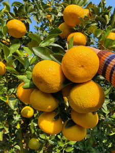 正宗江西赣南会昌桔柚高山现摘非庆元橘柚脐橙子纯甜精品大果10斤