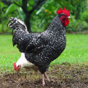 纯种芦花鸡活苗公鸡脱温小鸡半斤苗可观赏绿壳蛋的乌骨五黑鸡鲜活