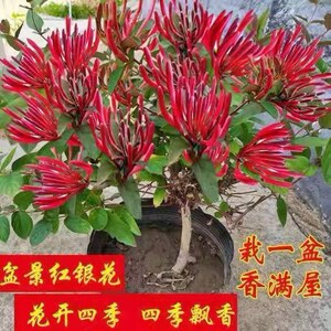 金银花花苗四季开花室内室外盆栽地栽北方南方种植耐寒