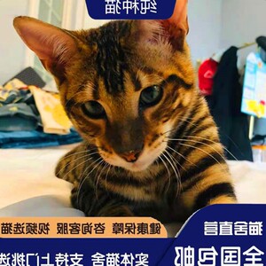 玩具虎猫活体孟拉加豹猫幼崽猫虎纹猫幼猫猫咪活物宠物猫幼崽纯种