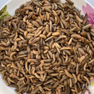 黑水虻野钓鲫鱼黄骨鱼鯰鱼鲤鱼活体鱼饵黑水忙虻虫活饵虫子蚕蛹