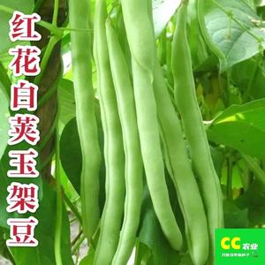 四川种都红花白荚玉架豆种子无筋四季豆芸豆春夏秋四季菜园蔬菜籽