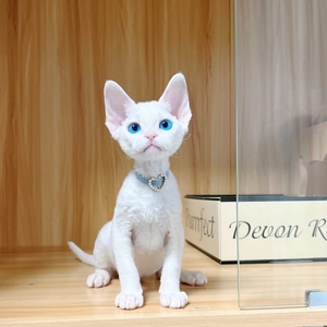 德文卷毛猫幼猫活体纯种血统蓝眼睛纯白色黑白双色异瞳色深圳猫舍