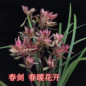 兰花苗春暖花开又叫红盖世春剑奇花红花高档名贵花卉绿植盆栽包邮