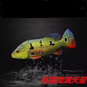 苏里南满天星帝王三间蓝帆眼斑横带七间水族热带鱼龙鱼0人付款185