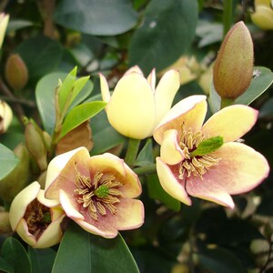 含笑花苗香妃花树浓香型四季花卉植物庭院阳台当年开花四季青耐寒