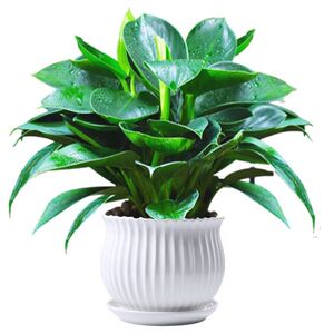 00tb5648781609淘宝直供大叶绿钻l景仿p真s植物树客厅装饰塑l料p