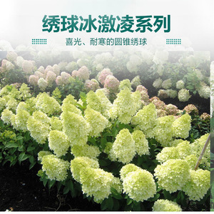 圆锥绣球乔木香草草莓冰沙石灰灯夏日美人耐寒耐热庭院地载盆栽