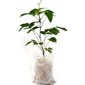 八月瓜苗紫瓜苗八月炸果苗九月黄野香蕉盆栽树苗藤类种植来年结果