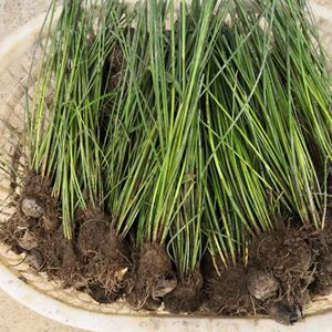 广东韶关乐昌马蹄苗荸荠种植苗脆甜无渣水果高产荔浦马蹄组培苗子