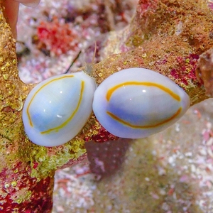 金环宝螺 金边宝贝螺海水缸除藻 吃丝藻褐藻比牛眼螺蝾螺颜值高