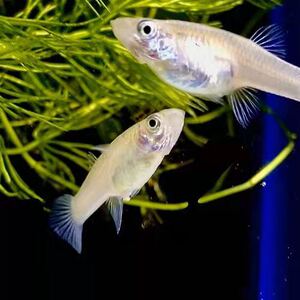 食蚊鱼苗大肚鱼饲料鱼活鱼繁殖活食活体吃蚊卵原生缸冷水鱼胎生