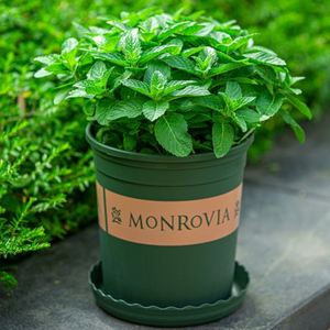 驱蚊草植物室外薄荷盆栽大盆可食用香草外好养阳台净化空气大棵