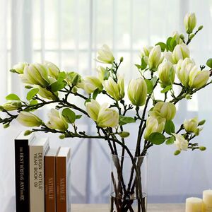 水培花卉植物耐寒新房白玉兰推荐卧室四季庭院遇水开花水养办公