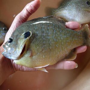 蓝鳃太阳鱼苗金边杂交优质太阳鱼活体淡水鱼苗鱼塘养殖鱼苗非观赏