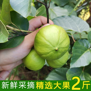 新鲜现摘桐子果桐子叶野生桐子树叶纯天然油桐果桐子树果500g包邮