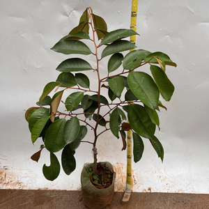 紫龙860牛奶果树靠接苗带花多分枝新品种越南紫龙牛奶果树苗带花