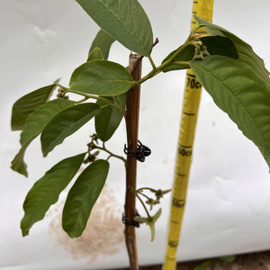 黄龙释迦靠接树苗带花发货霹雳果嫁接苗带花苞