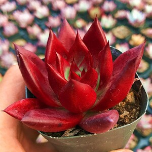 多肉植物罗宾血红色红玫瑰肉肉精品办公室桌面防辐射花卉绿植盆栽