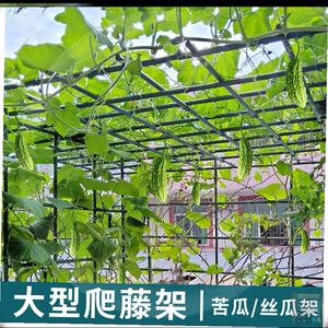 苦瓜藤