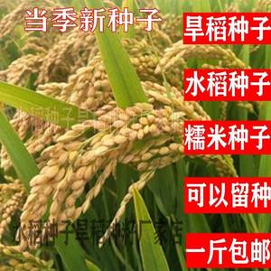 可留种水稻种子旱稻旱地10号种籽常规圆粒糯米稻谷优质珍珠米种子