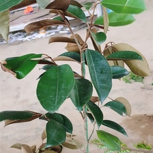 牛南牛奶果苗青皮越奶果星苹果热带水果苗金星果嫁接牛奶果树苗