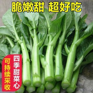 甜菜苔种子菜心种籽高产春秋四季油菜薹菜籽农家阳台盆栽蔬菜种孑