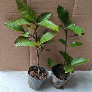 叶仙小苗叶仙嫁接叶仙人掌木麒麟嫁接蟹爪兰钻木带盆