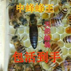 中蜂蜂王种王优质高产蜜蜂活体产卵王双色杂交交尾阿坝黑色处女王