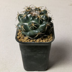 实生萝卜根雪顶天司象铁罗汉象牙仙人球多肉植物室内办公绿色盆栽