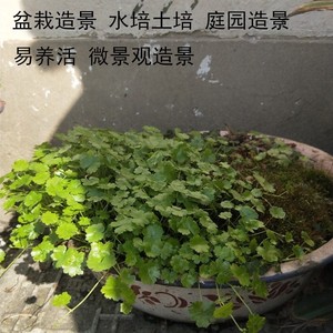 天胡荽水培方法图片