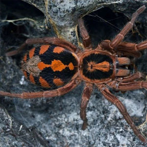 宠物蜘蛛昆虫活宠物哥伦比亚南瓜大种足展1-9厘米小型食鸟蛛活物