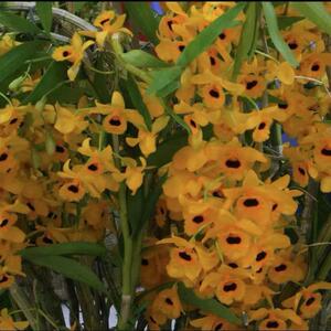 兰林园 流苏石斛 大型观赏石斛串花型 爆花量大 蜜香型 带盆 包邮