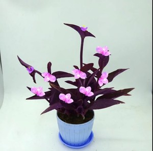 紫色的花卉盆栽紫罗兰