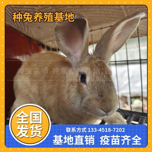 虎皮黄色兔子活物一对公母繁殖大型巨肉兔种兔家养肉兔月月兔幼崽
