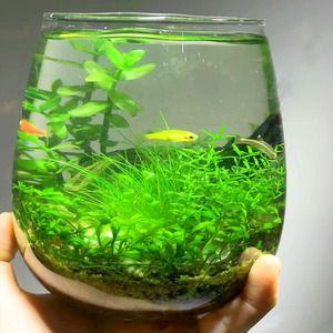 生态瓶免打理diy微景观玻璃鱼缸小型水培水草种子籽植物真草造景