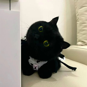 短毛黑猫-淘宝拼多多热销短毛黑猫货源拿货 - 阿里巴巴货源