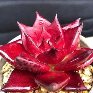 红色罗宾多肉花卉