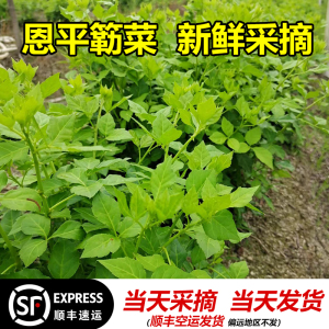 恩平特产簕菜直销苦刺心新鲜野菜白簕鲜嫩勒菜绿色蔬菜