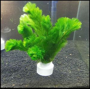 孔雀鱼专用水草放在小鱼缸里植物活净化水质布景真装饰造景金鱼藻