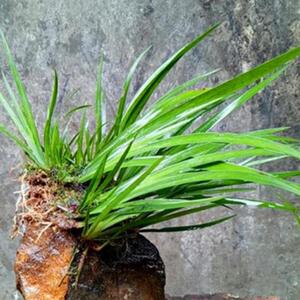 石菖蒲水草水生植物沼泽过滤挺水植物水培植物附龙根苗鱼龟缸水草