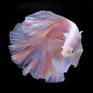 泰国斗鱼活体纯白色半月狮王鱼苗好养易活母鱼热带鱼观赏小型鱼苗