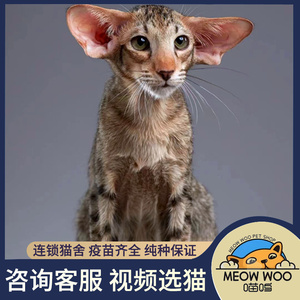 东方短毛猫纯种猫幼崽纯黑东段飞机耳大耳朵低耳位短毛猫北京猫舍