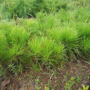 黄山松苗黄山松小苗迎客松苗迎客松盆景