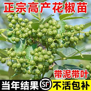 花椒树苗大红袍四川食用麻椒苗盆栽地栽无刺高产四季种植当年结果