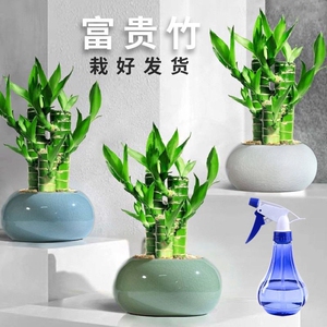静化空气绿植富贵竹转运招财客厅小盆栽好养桌面客厅摆件办公室内