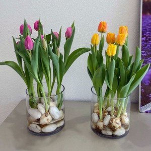 郁金香种球四季水培土培球根植物花卉绿植盆栽种植